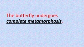 The butterfly undergoes
complete metamorphosis.
 