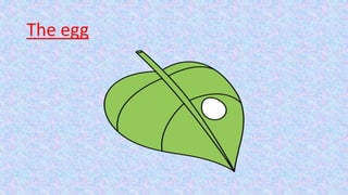 The egg
 