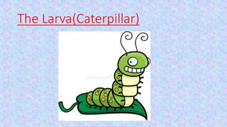The Larva(Caterpillar)
 