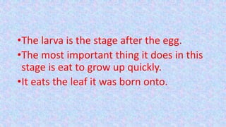 •The larva is the stage after the egg.
•The most important thing it does in this
stage is eat to grow up quickly.
•It eats the leaf it was born onto.
 