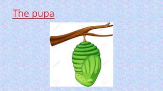 The pupa
 