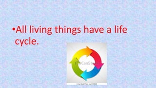 •All living things have a life
cycle.
 