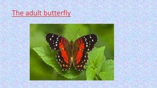 The adult butterfly
 