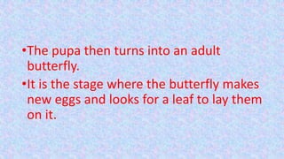 •The pupa then turns into an adult
butterfly.
•It is the stage where the butterfly makes
new eggs and looks for a leaf to lay them
on it.
 