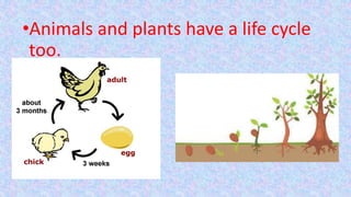 •Animals and plants have a life cycle
too.
 