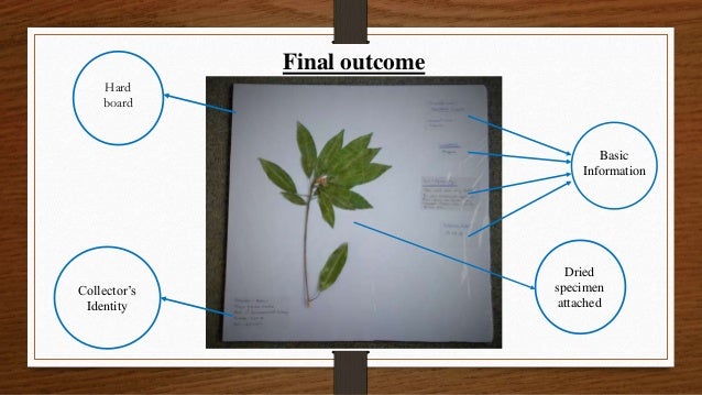 Research paper on sapodilla image