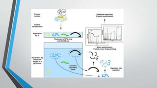 2 -D GEL ELECTROPHORESIS | PPTX