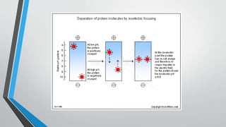 2 -D GEL ELECTROPHORESIS | PPTX