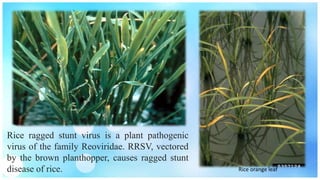Insect Vector of Plant Viral Diseases | PPTX