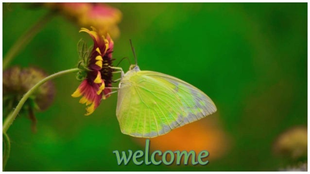 Insect Vector of Plant Viral Diseases