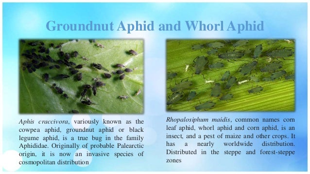 Insect Vector of Plant Viral Diseases