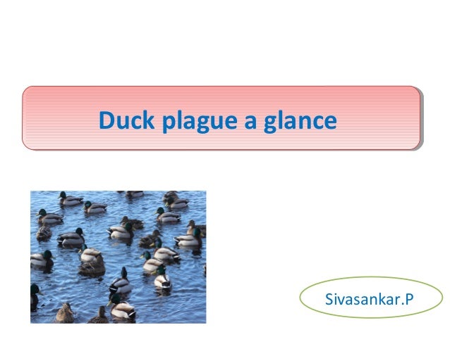 Duck plague a glance/ Duck viral enteritis