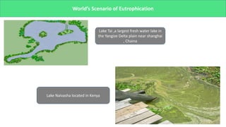 World’s Scenario of Eutrophication
Lake Tai ,a largest fresh water lake in
the Yangize Delta plain near shanghai
, Chaina
Lake Naivasha located in Kenya
 