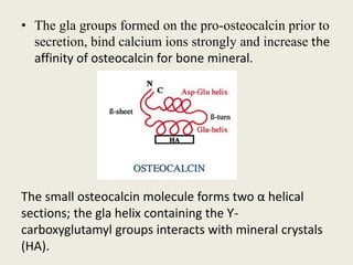 • The gla groups formed on the pro-osteocalcin prior to
secretion, bind calcium ions strongly and increase the
affinity of osteocalcin for bone mineral.
The small osteocalcin molecule forms two α helical
sections; the gla helix containing the Ƴ-
carboxyglutamyl groups interacts with mineral crystals
(HA).
 