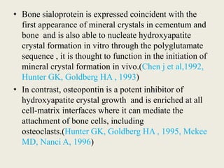 • Bone sialoprotein is expressed coincident with the
first appearance of mineral crystals in cementum and
bone and is also able to nucleate hydroxyapatite
crystal formation in vitro through the polyglutamate
sequence , it is thought to function in the initiation of
mineral crystal formation in vivo.(Chen j et al,1992,
Hunter GK, Goldberg HA , 1993)
• In contrast, osteopontin is a potent inhibitor of
hydroxyapatite crystal growth and is enriched at all
cell-matrix interfaces where it can mediate the
attachment of bone cells, including
osteoclasts.(Hunter GK, Goldberg HA , 1995, Mckee
MD, Nanci A, 1996)
 