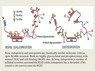 Bone sialoprotein and osteopontin are chemically similar molecules with an
open flexible structure. Both are highly glycosylated and phosphorylated, with
mineral (HA) and cell-binding (RGD) sites. In bone sialoprotein, a number of
sulfated tyrosines surround the RGD while osteopontin has a thrombin (Thr)
sensitive site (arrow) near the RGD.
 