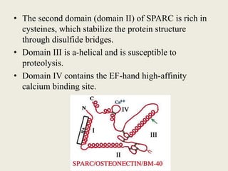 • The second domain (domain II) of SPARC is rich in
cysteines, which stabilize the protein structure
through disulfide bridges.
• Domain III is a-helical and is susceptible to
proteolysis.
• Domain IV contains the EF-hand high-affinity
calcium binding site.
 