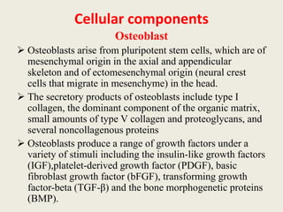 Cellular components
Osteoblast
 Osteoblasts arise from pluripotent stem cells, which are of
mesenchymal origin in the axial and appendicular
skeleton and of ectomesenchymal origin (neural crest
cells that migrate in mesenchyme) in the head.
 The secretory products of osteoblasts include type I
collagen, the dominant component of the organic matrix,
small amounts of type V collagen and proteoglycans, and
several noncollagenous proteins
 Osteoblasts produce a range of growth factors under a
variety of stimuli including the insulin-like growth factors
(IGF),platelet-derived growth factor (PDGF), basic
fibroblast growth factor (bFGF), transforming growth
factor-beta (TGF-β) and the bone morphogenetic proteins
(BMP).
 
