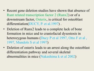 • Recent gene deletion studies have shown that absence of
Runt related transcription factor 2 (Runx2) or of a
downstream factor, Osterix, is critical for osteoblast
differentiation(DUCY, P. et al.1997) .
• Deletion of Runx2 leads to a complete lack of bone
formation in mice and to craniofacial dysostosis in
heterozygous humans (Ducy P et al 1997, Otto F et al ,
1997, Mundols S et al 1997)
• Deletion of osterix leads to an arrest along the osteoblast
differentiation pathway and several skeletal
abnormalities in mice (Nakashima k et al 2002)
 