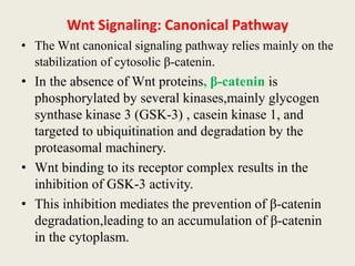 Wnt Signaling: Canonical Pathway
• The Wnt canonical signaling pathway relies mainly on the
stabilization of cytosolic β-catenin.
• In the absence of Wnt proteins, β-catenin is
phosphorylated by several kinases,mainly glycogen
synthase kinase 3 (GSK-3) , casein kinase 1, and
targeted to ubiquitination and degradation by the
proteasomal machinery.
• Wnt binding to its receptor complex results in the
inhibition of GSK-3 activity.
• This inhibition mediates the prevention of β-catenin
degradation,leading to an accumulation of β-catenin
in the cytoplasm.
 