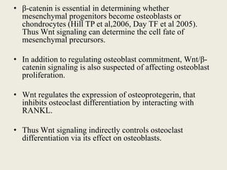 • β-catenin is essential in determining whether
mesenchymal progenitors become osteoblasts or
chondrocytes (Hill TP et al,2006, Day TF et al 2005).
Thus Wnt signaling can determine the cell fate of
mesenchymal precursors.
• In addition to regulating osteoblast commitment, Wnt/β-
catenin signaling is also suspected of affecting osteoblast
proliferation.
• Wnt regulates the expression of osteoprotegerin, that
inhibits osteoclast differentiation by interacting with
RANKL.
• Thus Wnt signaling indirectly controls osteoclast
differentiation via its effect on osteoblasts.
 