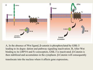 A, In the absence of Wnt ligand, β-catenin is phosphorylated by GSK-3
leading to its degra- dation and pathway signaling inactivation. B, After Wnt
binding to its LRP5/6 and Fz coreceptors, GSK-3 is inactivated. β-Catenin is
then stabilized and accumulates in the cytoplasm. β-Catenin will consequently
translocate into the nucleus where it affects gene expression.
 