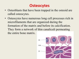 Osteocytes
• Osteoblasts that have been trapped in the osteoid are
called osteocytes.
• Osteocytes have numerous long cell processes rich in
microfilaments that are organized during the
formation of the matrix and before its calcification.
They form a network of thin canaliculi permeating
the entire bone matrix.
 