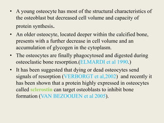 • A young osteocyte has most of the structural characteristics of
the osteoblast but decreased cell volume and capacity of
protein synthesis.
• An older osteocyte, located deeper within the calcified bone,
presents with a further decrease in cell volume and an
accumulation of glycogen in the cytoplasm.
• The osteocytes are finally phagocytosed and digested during
osteoclastic bone resorption.(ELMARDI et al 1990.)
• It has been suggested that dying or dead osteocytes send
signals of resorption (VERBORGT et al,2002) and recently it
has been shown that a protein highly expressed in osteocytes
called sclerostin can target osteoblasts to inhibit bone
formation (VAN BEZOOIJEN et al 2005).
 