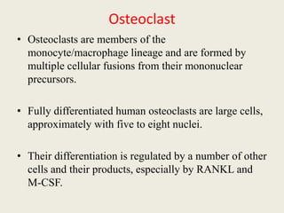 Osteoclast
• Osteoclasts are members of the
monocyte/macrophage lineage and are formed by
multiple cellular fusions from their mononuclear
precursors.
• Fully differentiated human osteoclasts are large cells,
approximately with five to eight nuclei.
• Their differentiation is regulated by a number of other
cells and their products, especially by RANKL and
M-CSF.
 