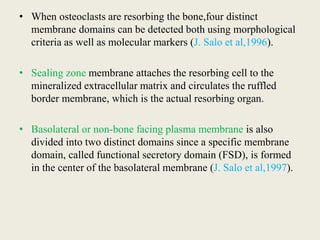 • When osteoclasts are resorbing the bone,four distinct
membrane domains can be detected both using morphological
criteria as well as molecular markers (J. Salo et al,1996).
• Sealing zone membrane attaches the resorbing cell to the
mineralized extracellular matrix and circulates the ruffled
border membrane, which is the actual resorbing organ.
• Basolateral or non-bone facing plasma membrane is also
divided into two distinct domains since a specific membrane
domain, called functional secretory domain (FSD), is formed
in the center of the basolateral membrane (J. Salo et al,1997).
 