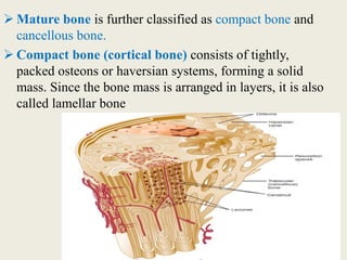  Mature bone is further classified as compact bone and
cancellous bone.
 Compact bone (cortical bone) consists of tightly,
packed osteons or haversian systems, forming a solid
mass. Since the bone mass is arranged in layers, it is also
called lamellar bone
 