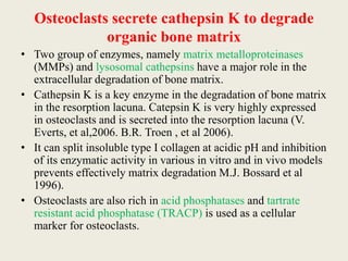 Osteoclasts secrete cathepsin K to degrade
organic bone matrix
• Two group of enzymes, namely matrix metalloproteinases
(MMPs) and lysosomal cathepsins have a major role in the
extracellular degradation of bone matrix.
• Cathepsin K is a key enzyme in the degradation of bone matrix
in the resorption lacuna. Catepsin K is very highly expressed
in osteoclasts and is secreted into the resorption lacuna (V.
Everts, et al,2006. B.R. Troen , et al 2006).
• It can split insoluble type I collagen at acidic pH and inhibition
of its enzymatic activity in various in vitro and in vivo models
prevents effectively matrix degradation M.J. Bossard et al
1996).
• Osteoclasts are also rich in acid phosphatases and tartrate
resistant acid phosphatase (TRACP) is used as a cellular
marker for osteoclasts.
 