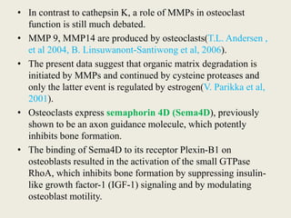 • In contrast to cathepsin K, a role of MMPs in osteoclast
function is still much debated.
• MMP 9, MMP14 are produced by osteoclasts(T.L. Andersen ,
et al 2004, B. Linsuwanont-Santiwong et al, 2006).
• The present data suggest that organic matrix degradation is
initiated by MMPs and continued by cysteine proteases and
only the latter event is regulated by estrogen(V. Parikka et al,
2001).
• Osteoclasts express semaphorin 4D (Sema4D), previously
shown to be an axon guidance molecule, which potently
inhibits bone formation.
• The binding of Sema4D to its receptor Plexin-B1 on
osteoblasts resulted in the activation of the small GTPase
RhoA, which inhibits bone formation by suppressing insulin-
like growth factor-1 (IGF-1) signaling and by modulating
osteoblast motility.
 