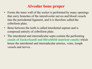 Alveolar bone proper
• Forms the inner wall of the socket is perforated by many openings
that carry branches of the interalveolar nerves and blood vessels
into the periodontal ligament, and it is therefore called the
cribriform plate.
• Bone between the teeth is called interdental septum and is
composed entirely of cribriform plate.
• The interdental and interradicular septa contain the perforating
canals of Zuckerkandl and Hirschfeld (nutrient canals) which
house the interdental and interradicular arteries, veins, lymph
vessels and nerves .
 