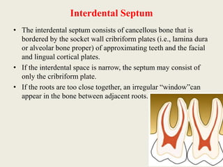 Interdental Septum
• The interdental septum consists of cancellous bone that is
bordered by the socket wall cribriform plates (i.e., lamina dura
or alveolar bone proper) of approximating teeth and the facial
and lingual cortical plates.
• If the interdental space is narrow, the septum may consist of
only the cribriform plate.
• If the roots are too close together, an irregular “window”can
appear in the bone between adjacent roots.
 