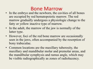 Bone Marrow
• In the embryo and the newborn, the cavities of all bones
are occupied by red hematopoietic marrow. The red
marrow gradually undergoes a physiologic change to the
fatty or yellow inactive type of marrow.
• In the adult, the marrow of the jaw is normally of the
latter type.
• However, foci of the red bone marrow are occasionally
seen in the jaws, often accompanied by the resorption of
bony trabeculae.
• Common locations are the maxillary tuberosity, the
maxillary and mandibular molar and premolar areas, and
the mandibular symphysis and ramus angle, which may
be visible radiographically as zones of radiolucency.
 