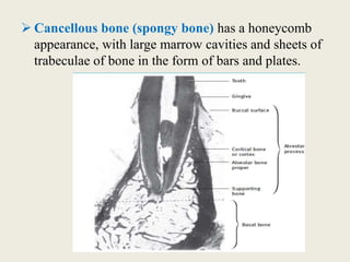  Cancellous bone (spongy bone) has a honeycomb
appearance, with large marrow cavities and sheets of
trabeculae of bone in the form of bars and plates.
 