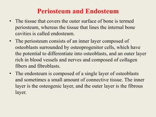 Periosteum and Endosteum
• The tissue that covers the outer surface of bone is termed
periosteum, whereas the tissue that lines the internal bone
cavities is called endosteum.
• The periosteum consists of an inner layer composed of
osteoblasts surrounded by osteoprogenitor cells, which have
the potential to differentiate into osteoblasts, and an outer layer
rich in blood vessels and nerves and composed of collagen
fibers and fibroblasts.
• The endosteum is composed of a single layer of osteoblasts
and sometimes a small amount of connective tissue. The inner
layer is the osteogenic layer, and the outer layer is the fibrous
layer.
 