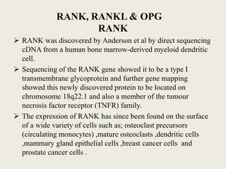 RANK, RANKL & OPG
RANK
 RANK was discovered by Anderson et al by direct sequencing
cDNA from a human bone marrow-derived myeloid dendritic
cell.
 Sequencing of the RANK gene showed it to be a type I
transmembrane glycoprotein and further gene mapping
showed this newly discovered protein to be located on
chromosome 18q22.1 and also a member of the tumour
necrosis factor receptor (TNFR) family.
 The expression of RANK has since been found on the surface
of a wide variety of cells such as; osteoclast precursors
(circulating monocytes) ,mature osteoclasts ,dendritic cells
,mammary gland epithelial cells ,breast cancer cells and
prostate cancer cells .
 