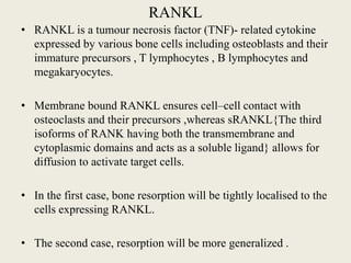 RANKL
• RANKL is a tumour necrosis factor (TNF)- related cytokine
expressed by various bone cells including osteoblasts and their
immature precursors , T lymphocytes , B lymphocytes and
megakaryocytes.
• Membrane bound RANKL ensures cell–cell contact with
osteoclasts and their precursors ,whereas sRANKL{The third
isoforms of RANK having both the transmembrane and
cytoplasmic domains and acts as a soluble ligand} allows for
diffusion to activate target cells.
• In the first case, bone resorption will be tightly localised to the
cells expressing RANKL.
• The second case, resorption will be more generalized .
 