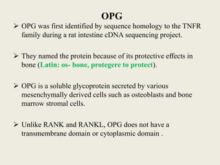 OPG
 OPG was first identified by sequence homology to the TNFR
family during a rat intestine cDNA sequencing project.
 They named the protein because of its protective effects in
bone (Latin: os- bone, protegere to protect).
 OPG is a soluble glycoprotein secreted by various
mesenchymally derived cells such as osteoblasts and bone
marrow stromal cells.
 Unlike RANK and RANKL, OPG does not have a
transmembrane domain or cytoplasmic domain .
 