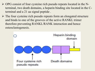  OPG consist of four cysteine rich pseudo repeats located in the N-
terminal, two death domains, a heparin binding site located in the C-
terminal and a 21 aa signal peptide .
 The four cysteine rich pseudo repeats form an elongated structure
and binds to one of the grooves of the active RANKL trimer
therefore preventing RANKL/RANK interaction and hence
osteoclastogenesis.
 
