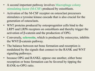 • A second important pathway involves Macrophage colony
stimulating factor (M-CSF) produced by osteoblasts.
• Activation of the M-CSF receptor on osteoclast precursors
stimulates a tyrosine kinase cascade that is also crucial for the
generation of osteoclasts.
• WNT proteins produced by osteoprogenitor cells bind to the
LRP5 and LRP6 receptors on osteoblasts and thereby trigger the
activation of β-catenin and the production of OPG.
• Conversely, sclerostin, which is produced by osteocytes, inhibits
the WNT/β-catenin pathway.
• The balance between net bone formation and resorption is
modulated by the signals that connect to the RANK and WNT
signaling pathways.
• because OPG and RANKL oppose one another, either bone
resorption or bone formation can be favored by tipping the
RANK-to-OPG ratio.
 