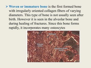  Woven or immature bone is the first formed bone
with irregularly oriented collagen fibers of varying
diameters. This type of bone is not usually seen after
birth. However it is seen in the alveolar bone and
during healing of fractures. Since this bone forms
rapidly, it incorporates many osteocytes
 