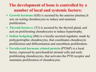 The development of bone is controlled by a
number of local and systemic factors:
 Growth hormone (GH) is secreted by the anterior pituitary.It
acts on resting chondrocytes to induce and maintain
proliferation.
 Thyroid hormone (T3) is secreted by the thyroid gland, and
acts on proliferating chondrocytes to induce hypertrophy.
 Indian hedgehog (Ihh) is a locally secreted regulator, made by
prehypertrophic chondrocytes, that coordinates chondrocyte
proliferation and differentiation and osteoblasts proliferation.
 Parathyroid hormone related protein (PTHrP) is a local
factor, expressed by perichondrial stromal cells and early
proliferating chondrocytes, that activates the PTH receptor and
maintains proliferation of chondrocytes.
 