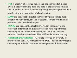  Wnt is a family of secreted factors that are expressed at highest
levels in the proliferating zone and bind to the receptors Frizzled
and LRP5/6 to activate β-catenin signaling. They can promote both
proliferation and maturation of chondrocytes.
 SOX9 is a transcription factor expressed by proliferating but not
hypertrophic chondrocytes, that is essential for differentiation of
precursor cells into chondrocytes.
 RUNX2 is a transcription factor involved in chondrocyte and
osteoblast differentiation. It is expressed in early hypertrophic
chondrocytes and immature mesenchymal cells and controls
terminal chondrocyte and osteoblast differentiation respectively.
 Fibroblast growth factors (FGFs) are secreted by a variety of
mesenchymal cells. FGF (most notably FGF3) acts on hypertrophic
chondrocytes to inhibit proliferation and promote differentiation.
 