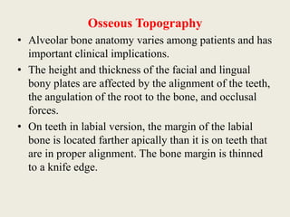 Osseous Topography
• Alveolar bone anatomy varies among patients and has
important clinical implications.
• The height and thickness of the facial and lingual
bony plates are affected by the alignment of the teeth,
the angulation of the root to the bone, and occlusal
forces.
• On teeth in labial version, the margin of the labial
bone is located farther apically than it is on teeth that
are in proper alignment. The bone margin is thinned
to a knife edge.
 