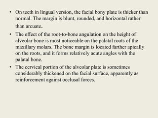 • On teeth in lingual version, the facial bony plate is thicker than
normal. The margin is blunt, rounded, and horizontal rather
than arcuate.
• The effect of the root-to-bone angulation on the height of
alveolar bone is most noticeable on the palatal roots of the
maxillary molars. The bone margin is located farther apically
on the roots, and it forms relatively acute angles with the
palatal bone.
• The cervical portion of the alveolar plate is sometimes
considerably thickened on the facial surface, apparently as
reinforcement against occlusal forces.
 
