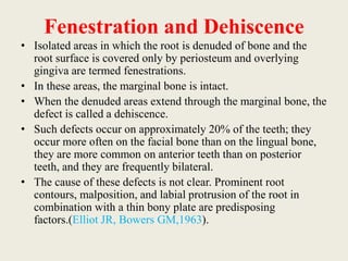 Fenestration and Dehiscence
• Isolated areas in which the root is denuded of bone and the
root surface is covered only by periosteum and overlying
gingiva are termed fenestrations.
• In these areas, the marginal bone is intact.
• When the denuded areas extend through the marginal bone, the
defect is called a dehiscence.
• Such defects occur on approximately 20% of the teeth; they
occur more often on the facial bone than on the lingual bone,
they are more common on anterior teeth than on posterior
teeth, and they are frequently bilateral.
• The cause of these defects is not clear. Prominent root
contours, malposition, and labial protrusion of the root in
combination with a thin bony plate are predisposing
factors.(Elliot JR, Bowers GM,1963).
 
