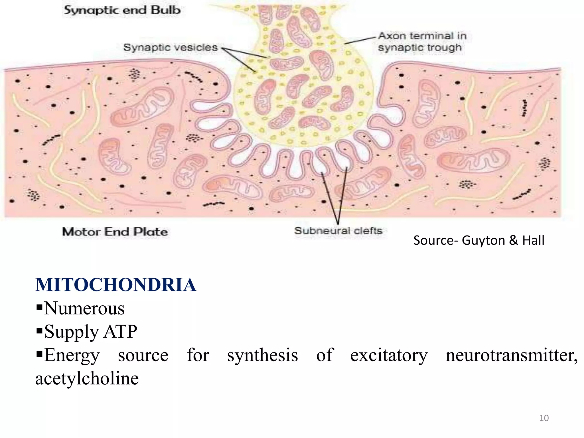 10
MITOCHONDRIA
Numerous
Supply ATP
Energy source for synthesis of excitatory neurotransmitter,
acetylcholine
Source- Guyton & Hall
 